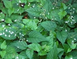 Enchanters Nightshade. www.woodlands.co.uk